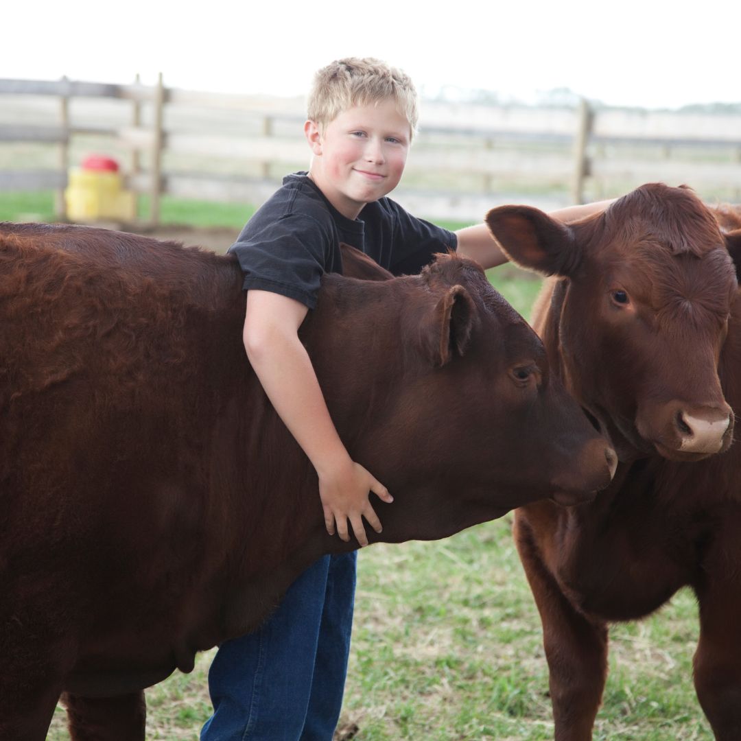 a kid at 4-h after school
